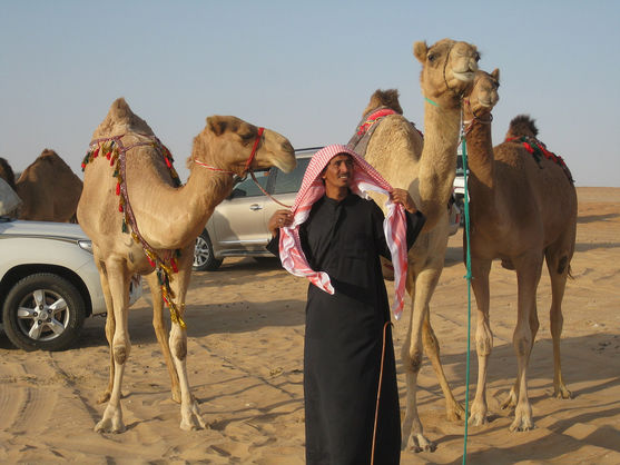 В Саудовской Аравии на конкурсе красоты дисквалифицировали верблюдов за использование ботокса