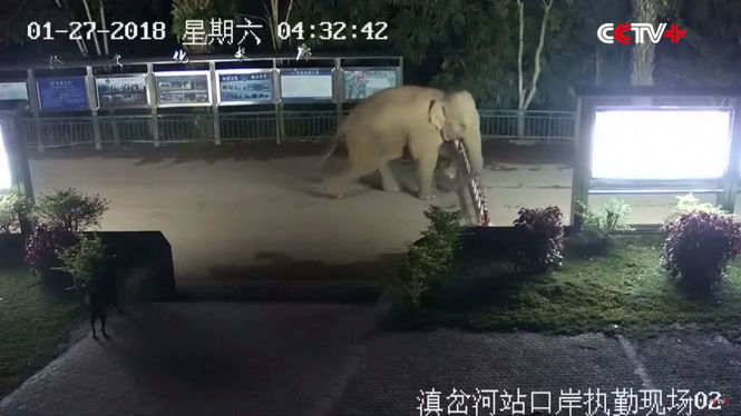 Слон "нелегально" перешел границу на пропускном пункте в Китае
