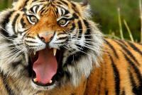В России тигр напал на подростка в зоопарке