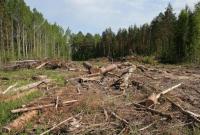Ущерб от незаконной вырубки лесов в Украине за 2015 вырос в 2,4 раза