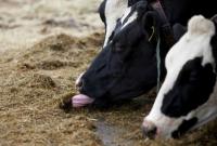 Поголовье скота в Украине в марте сократилось на 3,2%