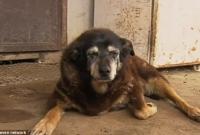 В Австралии умерла "самая старая собака в мире"