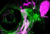 Как стволовые клетки формируют черты лица