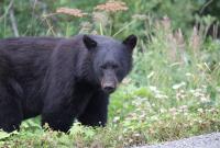 Канадец отделался царапинами после драки со 130-килограммовой медведицей