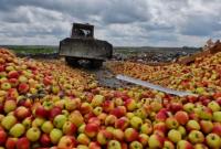 В Самаре уничтожили более 46 тонн черешни и яблок из Польши и Украины