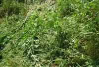 В районе АТО правоохранители обнаружили плантацию марихуаны