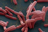 Медики рассказали о бактерии, способной убить человека за 24 часа