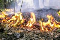 В Украине сначала года произошло 300 лесных пожаров