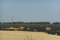 Из-за жары в Харьковской области сгорело 100 га пшеницы (фото)