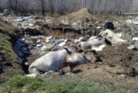 Крестьяне обнаружили свалку отходов с мясокомбината в Черкасской области