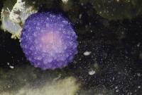 Океанологи нашли невиданный живой светящийся шар