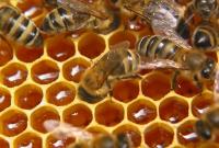 Во Львовской области мужчина умер от укуса пчел