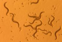 Ученые: черви в организме человека полезны для здоровья