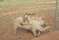 В Австралии кенгуру полюбил свинью