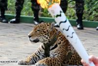 В Бразилии застрелили ягуара, который принимал участие в эстафете олимпийского огня