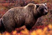 В России 18 человек отравились мясом медведя