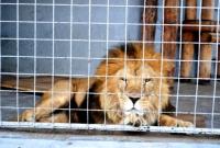 Во Львовской области лев погрыз двух пьяных посетителей зверинца