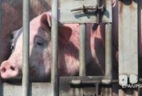На Черниговщине зафиксирована вспышка свиной чумы