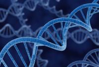 Японские ученые получили право изменять ДНК человеческих эмбрионов