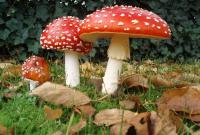 Семья в Запорожской области отравилась грибами из своего сада