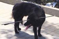В Китае спасли собаку с 70-сантиметровой стрелой в голове