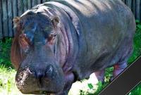В столичном зоопарке умер старейший бегемот мира