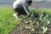Патрульные в Ровно заставили нетрезвого мужчину посадить назад вырванные им тюльпаны