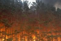 В России горит 40 тысяч гектаров леса