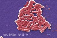 В США обнаружили устойчивую ко всем антибиотикам бактерию
