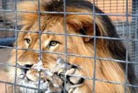 Под Мариуполем лев напал на работника зоопарка