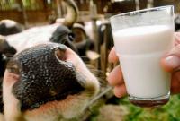 В Украине создадут систему контроля молочных продуктов