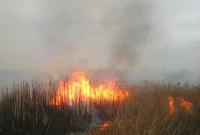 Под Киевом массово горела сухая трава