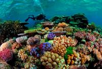 Кораллы оказались под угрозой исчезновения