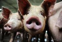 В Одесской области – карантин из-за чумы свиней