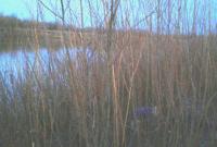 В Ровенской области на берегу озера нашли тело женщины-инвалида