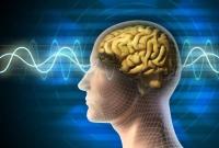 Ученые обнаружили особенности мозга при запоминании информации