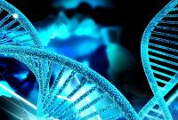 В ДНК человека обнаружили второй спрятанный ретровирус
