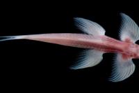 Ученые открыли новый вид рыбы