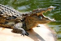 В Индонезии крокодил загрыз российского туриста,- СМИ