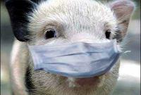 Очаг африканской чумы свиней обнаружили в Хмельницкой области