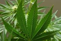 Калифорния проголосовала за легализацию марихуаны