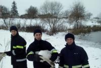 Лебедя в Ровенской области достали из замерзшего водоема