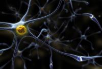 Учёные научили нервные клетки быстро восстанавливаться