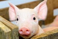 Полсотни свиней сожгли из-за африканской чумы в Ровенской области