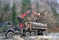 Объем реализации лесопродукции на Закарпатье увеличился на 25%