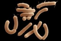 Ученые превратили хищную бактерию в "живой антибиотик"