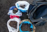 Около 14 кг янтаря изъяли у жителя Ровенской области