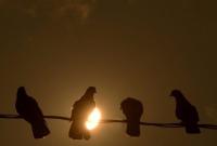 В Индии арестовали голубя за записку с угрозами в адрес премьера