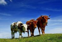 Трое украинскх граждан пытались незаконно перегнать четырех коров в РФ