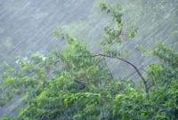 Из-за непогоды в Днепре упало 30 деревьев